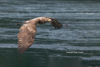 Bald-Eagle;British-Columbia;Canada;Eagle;Flying-Bird;Haliaeetus-leucocephalus;Ph
